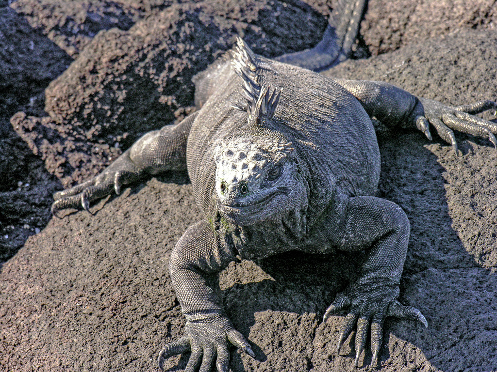 Galapagos 2009